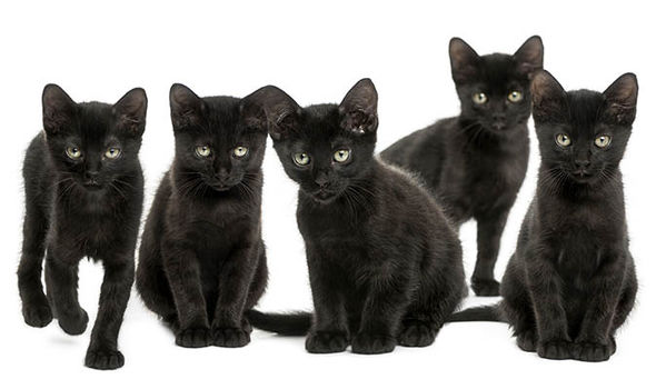 BLACK-CATS-696061
