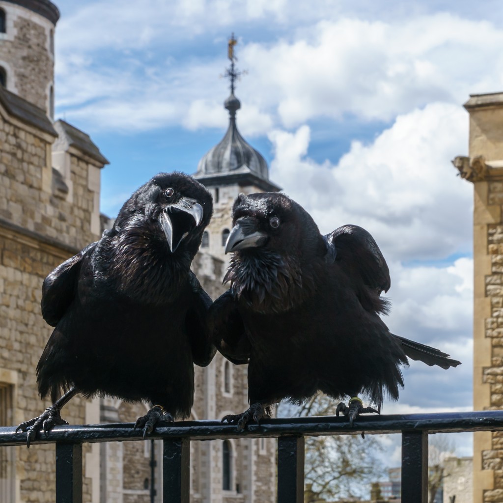 Jubilee and Munin / Ravens / Tower of London